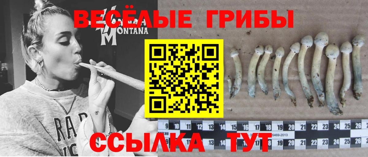 Галлюциногенные грибы прущие грибы Зеленогорск